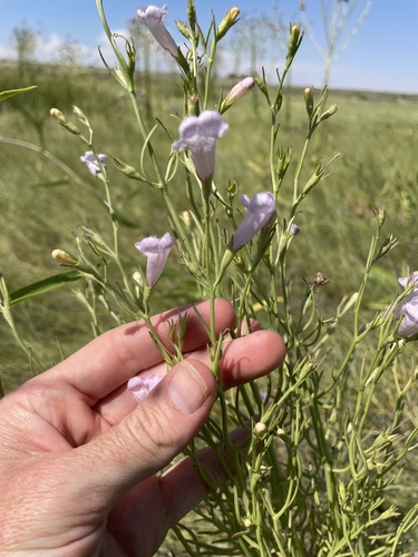 Image of Leoncita False Foxglove (Agalinis calycina) by (c) Martin Purdy, some rights reserved (CC BY)