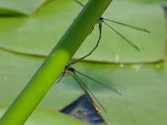 Lestes dryas