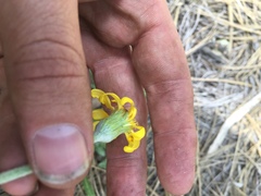 Packera werneriifolia