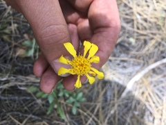 Packera werneriifolia
