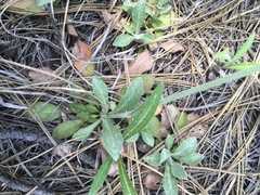 Packera werneriifolia