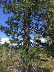 Pinus monticola