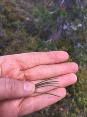 Pinus monticola