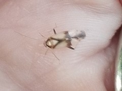 Neolygus vitticollis