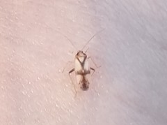 Neolygus vitticollis