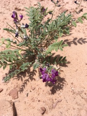Astragalus desperatus