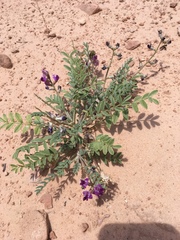 Astragalus desperatus