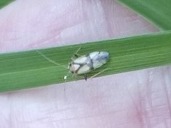 Neolygus vitticollis