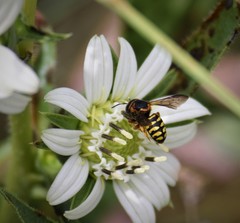 Dianthidium curvatum
