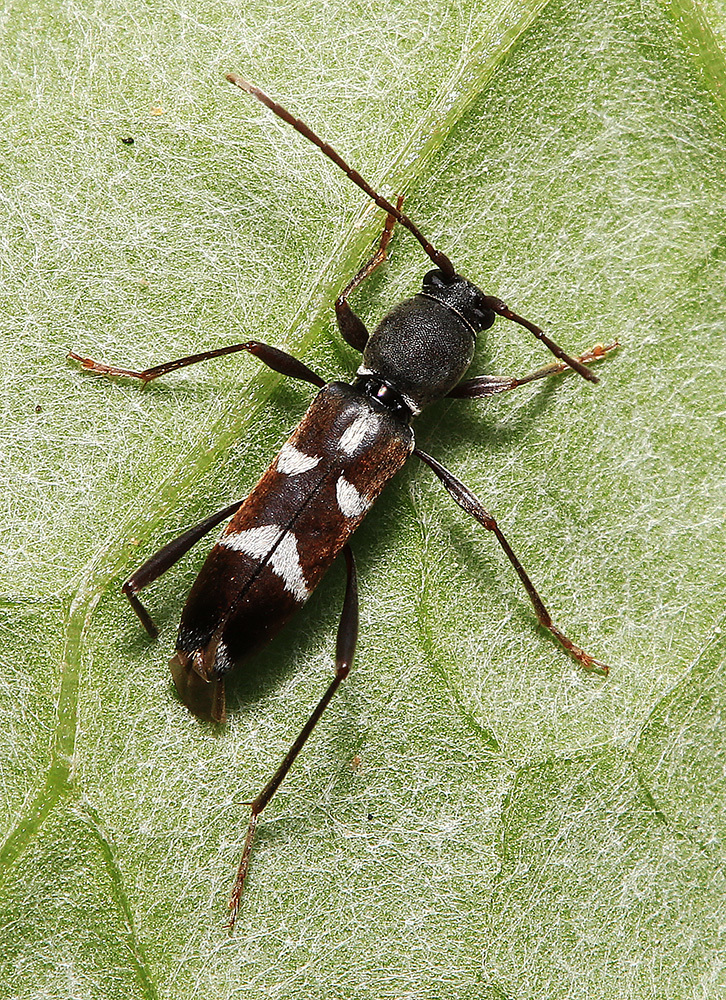 Rhaphuma diminuta
