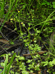 Ranunculus reptabundus