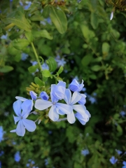 Plumbago auriculata