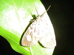 Asota plagiata