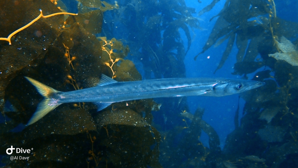 Pacific Barracuda
