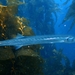 Pacific Barracuda - Photo (c) Dave Fitzgerald, some rights reserved (CC BY-NC), uploaded by Dave Fitzgerald