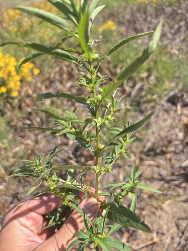 Image of Ludwigia polycarpa by (c) Nathan Aaron, some rights reserved (CC BY)