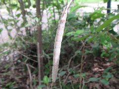 Ophiusa