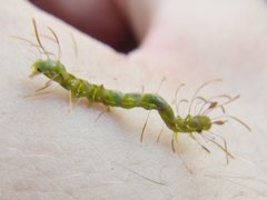 Homodes bracteigutta