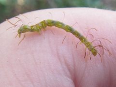 Homodes bracteigutta