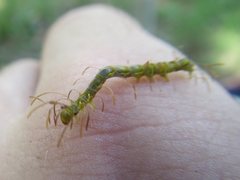 Homodes bracteigutta