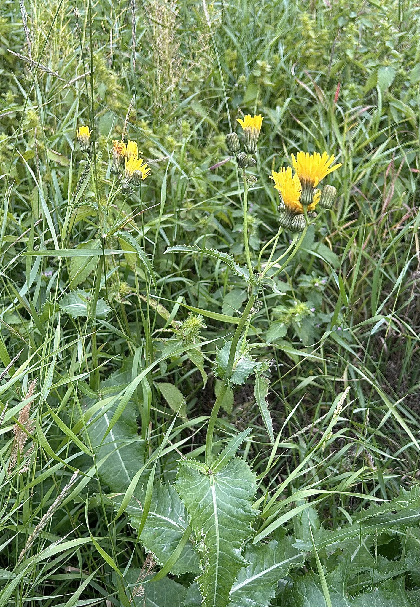 Sonchus arvensis ssp. uliginosus