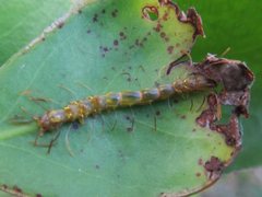 Homodes bracteigutta