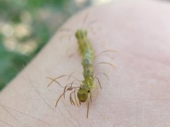 Homodes bracteigutta