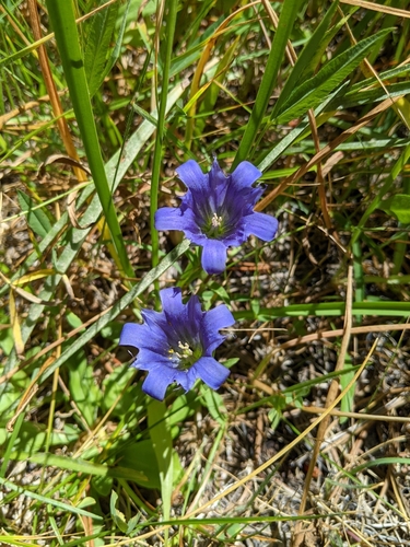 Image of Gentiana newberryi by (c) Kayla Sweeten, some rights reserved (CC BY)