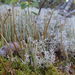 Giant Cladonia Lichen - Photo (c) Susan Richardson, some rights reserved (CC BY-NC), uploaded by Susan Richardson