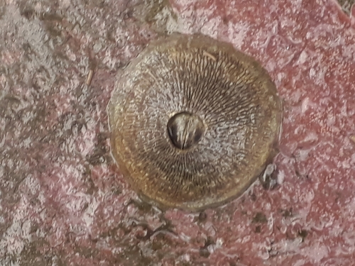 Tetraclita panamensis