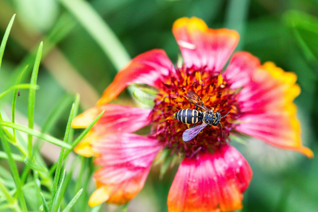 Eucera Cuckoo Nomad Bee