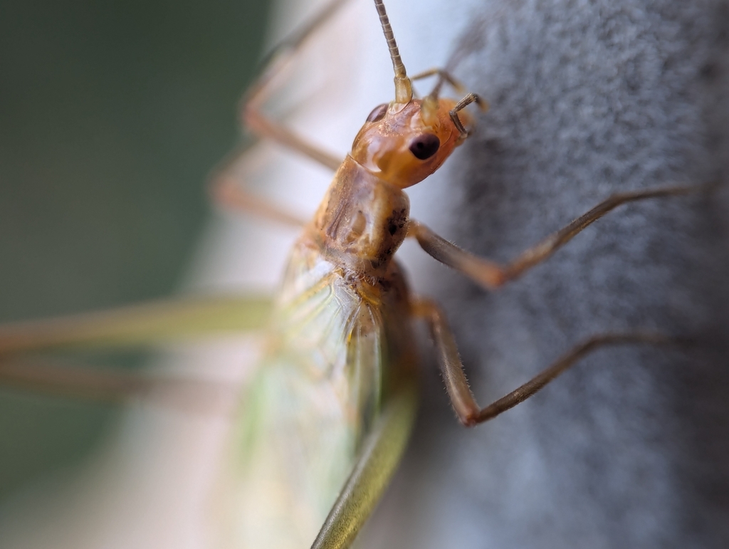 Pine Tree Cricket