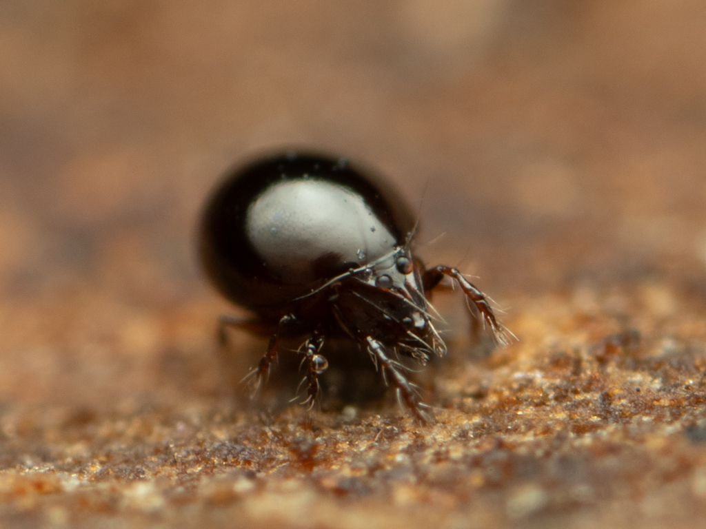Dorycranosus