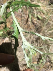 Cirsium arizonicum