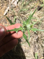 Cirsium arizonicum