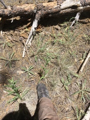 Cirsium arizonicum