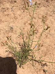 Penstemon comarrhenus