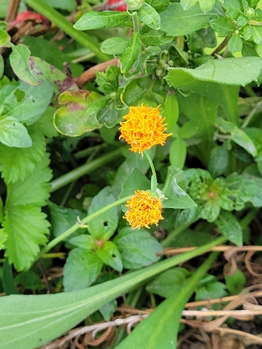 Carthamus tinctorius