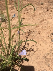 Penstemon comarrhenus