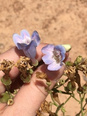 Penstemon comarrhenus