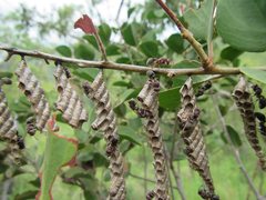 Ropalidia revolutionalis