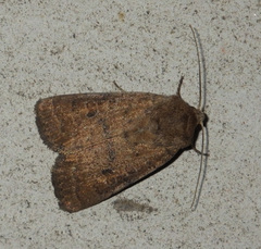 Hoplodrina octogenaria