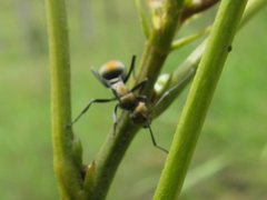 Polyrhachis trapezoidea