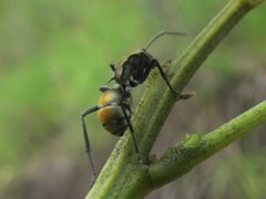 Polyrhachis trapezoidea