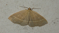 Trisateles emortualis