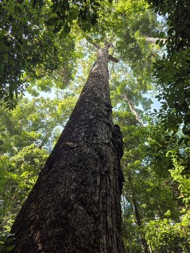 Vochysia maxima