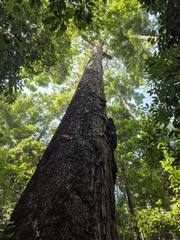 Vochysia maxima