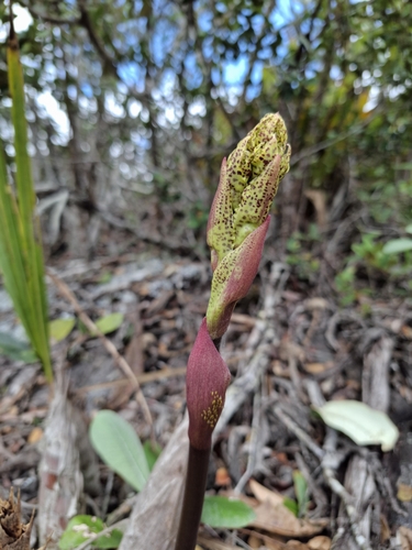 Image of Cyrtopodium Aliciae (Cyrtopodium aliciae) by no rights reserved