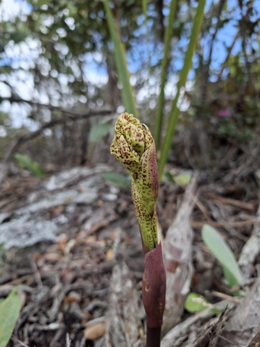 Image of Cyrtopodium Aliciae (Cyrtopodium aliciae) by no rights reserved