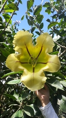 Solandra maxima